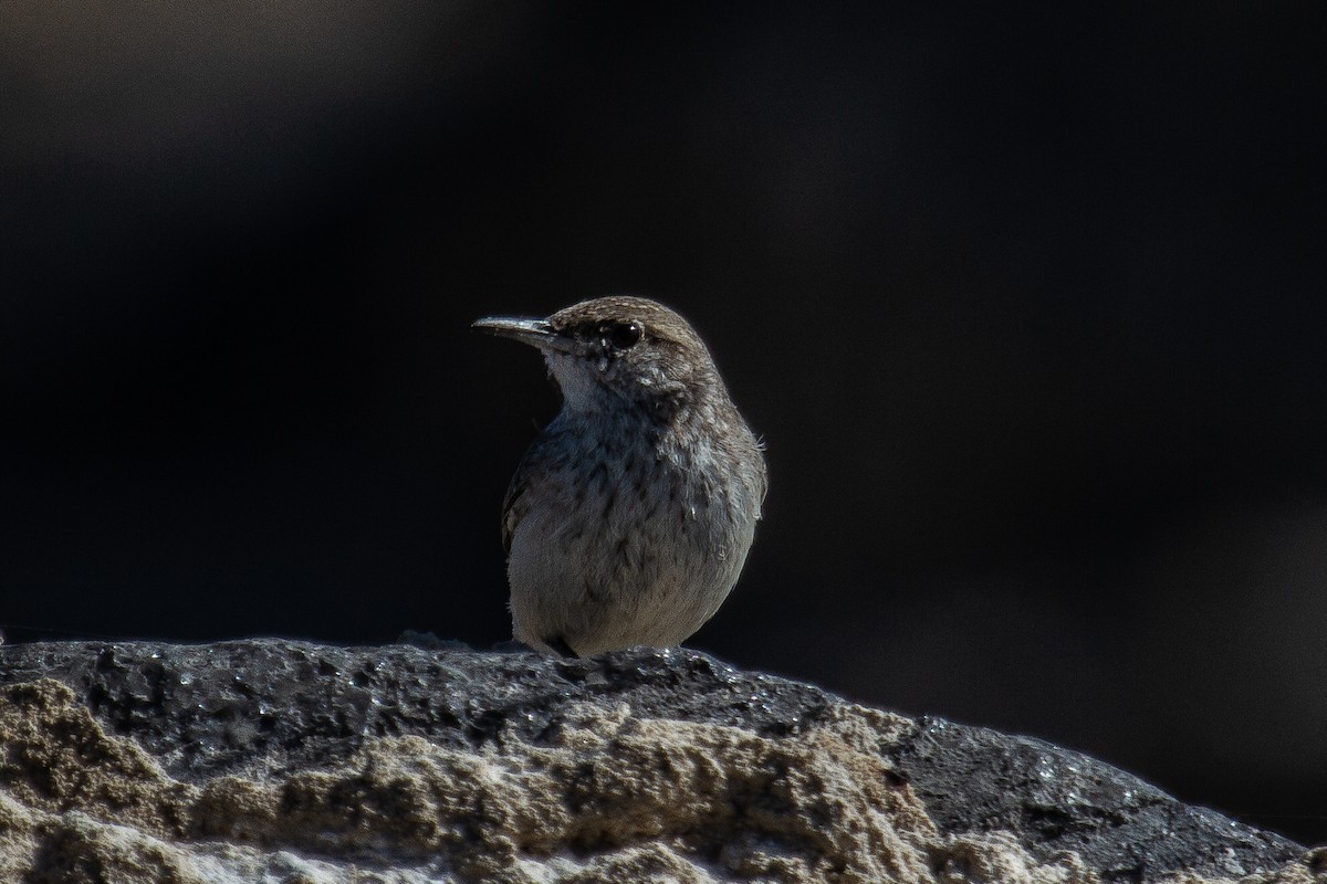 Rock Wren - Craig Tumer