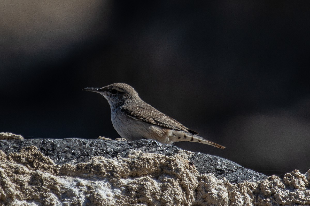 Rock Wren - ML610627329