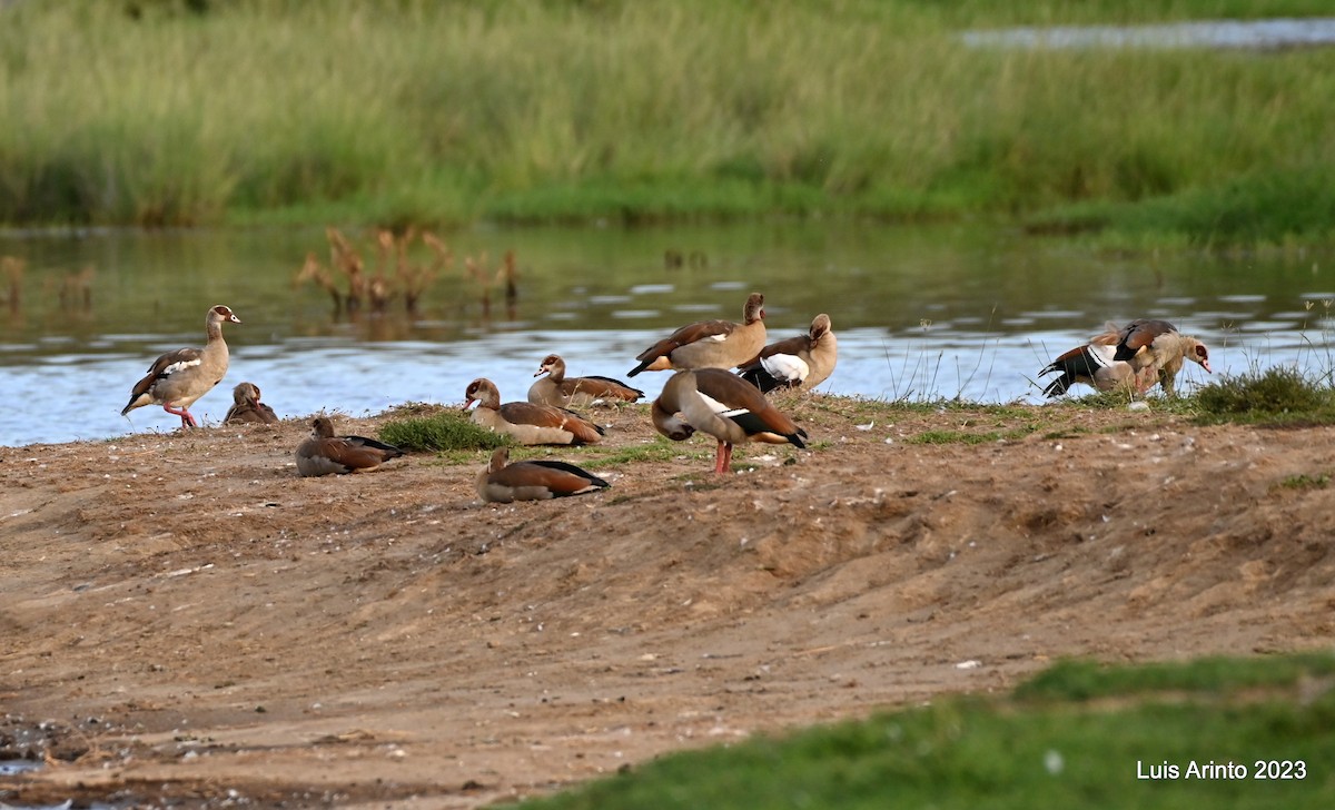 Egyptian Goose - ML610627345