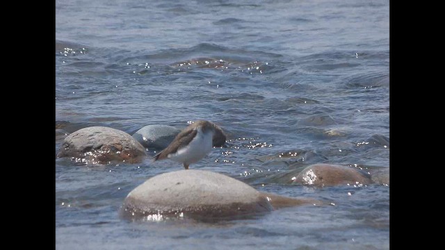 Spotted Sandpiper - ML610627427