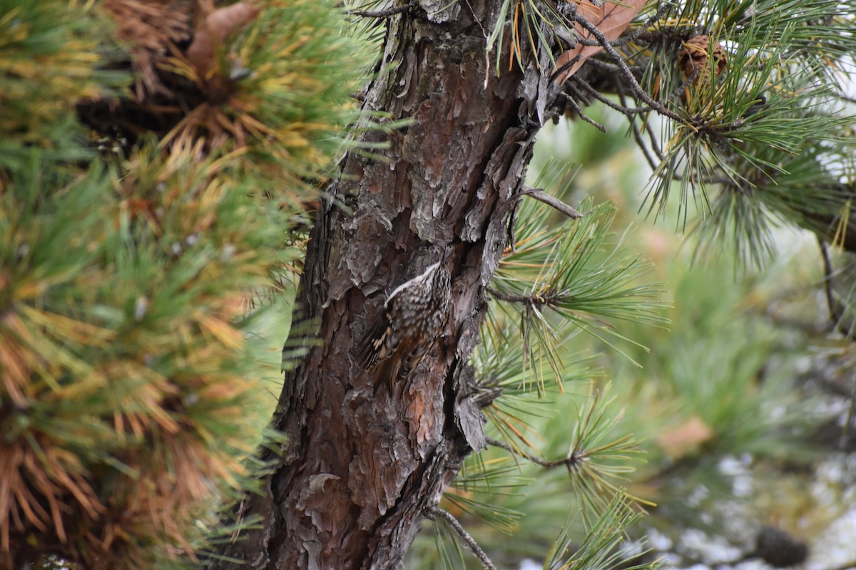 Brown Creeper - Lucy Oakes