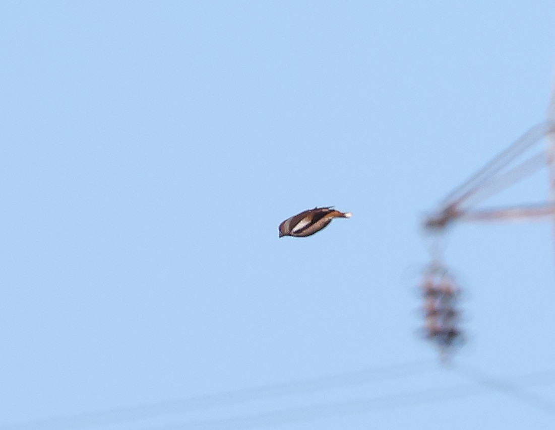 Hawfinch - ML610627529