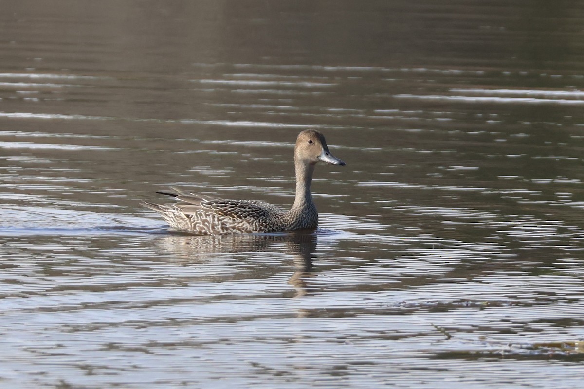 Northern Pintail - David Nelson