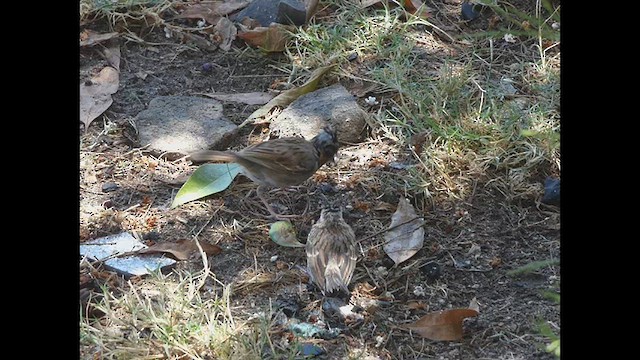 Rufous-collared Sparrow - ML610627597