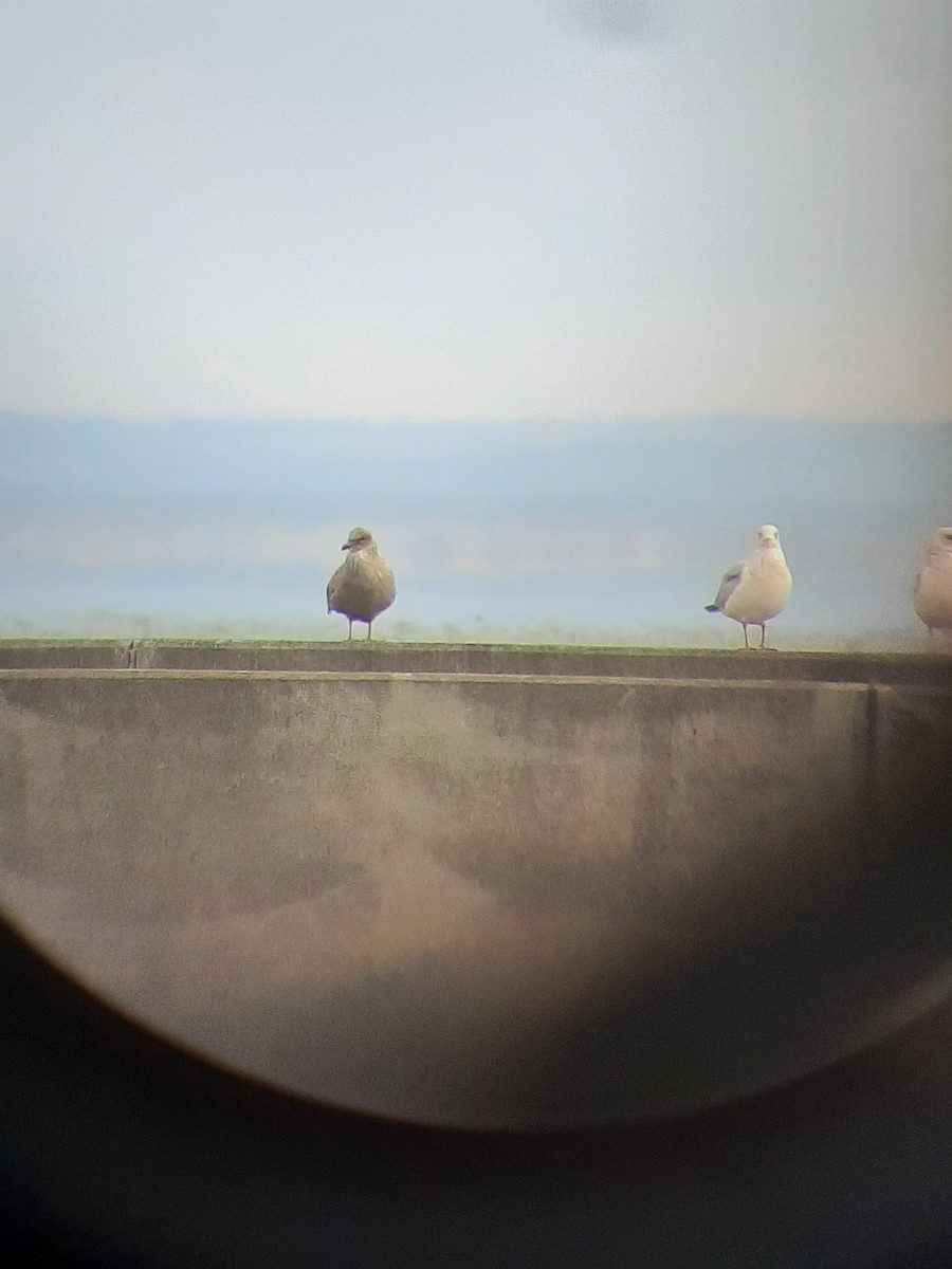 Iceland Gull (Thayer's) - ML610627708