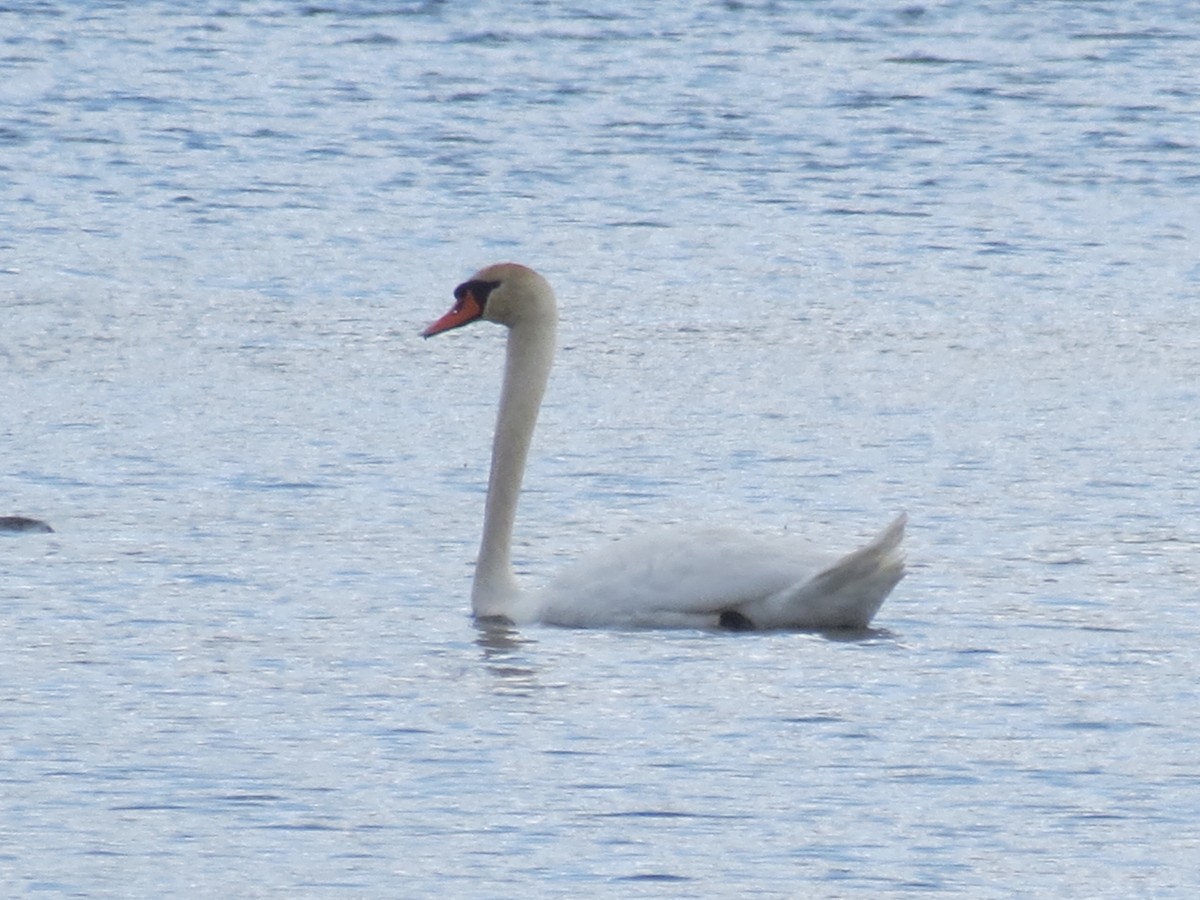 Mute Swan - ML610627760