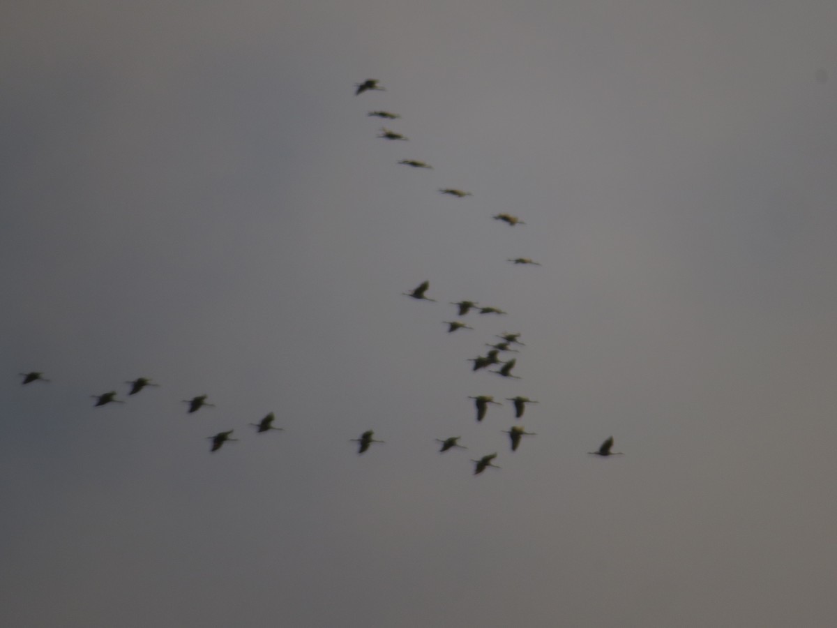 Sandhill Crane - ML610627781