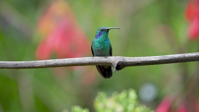 Colibrí Oreja Violeta Menor - ML610627827