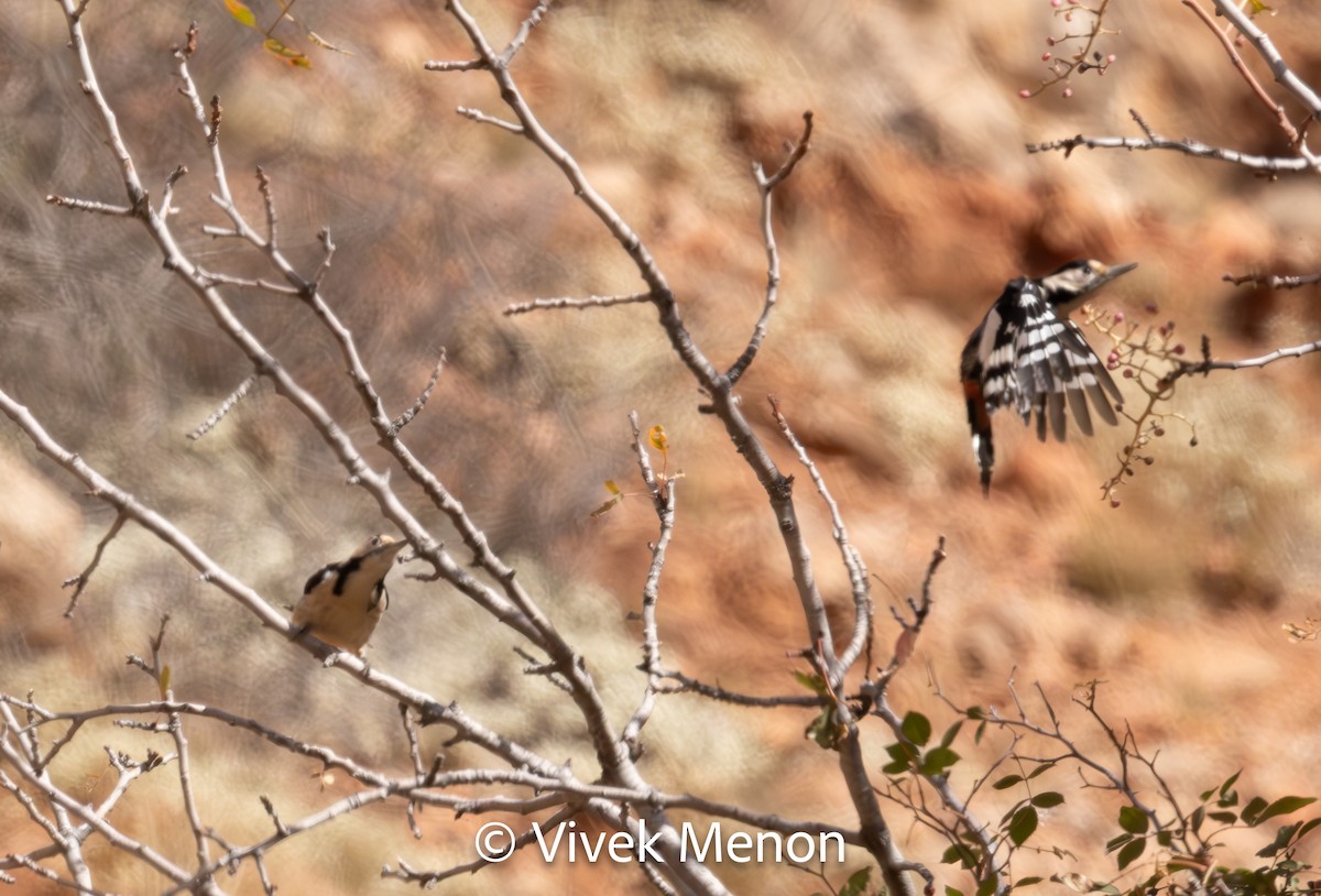 Syrian Woodpecker - ML610627851