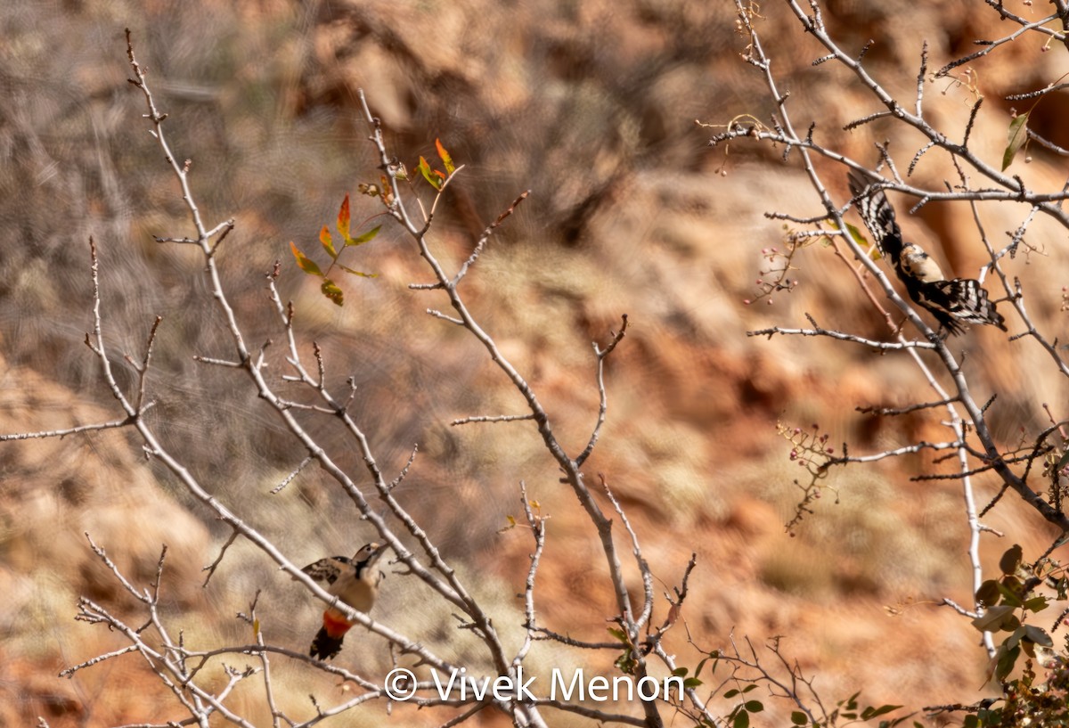 Syrian Woodpecker - ML610627853