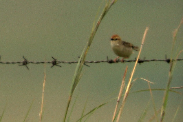 Tinkling Cisticola - Stephen and Felicia Cook