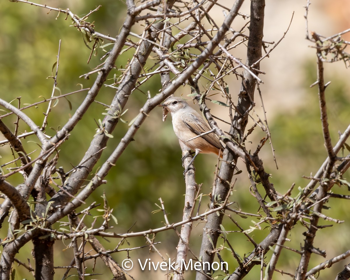 Common Redstart - ML610627874