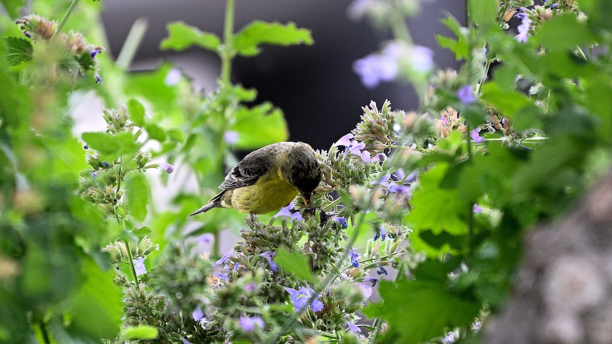 Lesser Goldfinch - Steve Butterworth