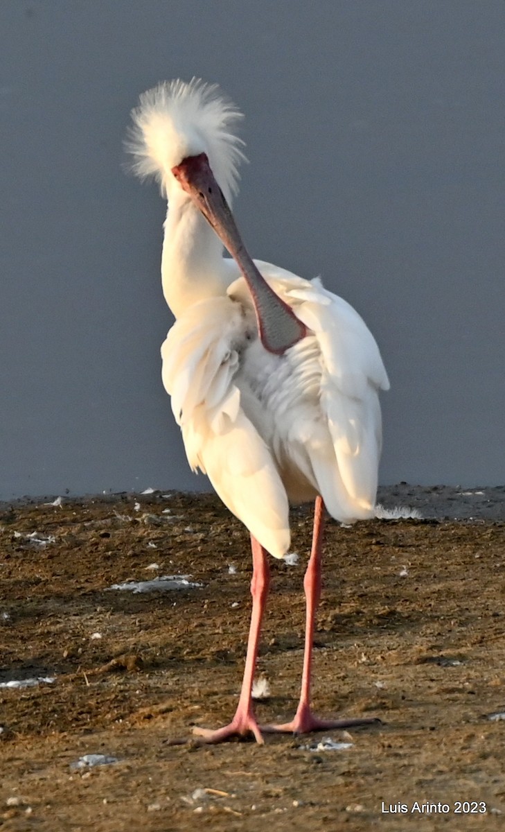 African Spoonbill - ML610627959