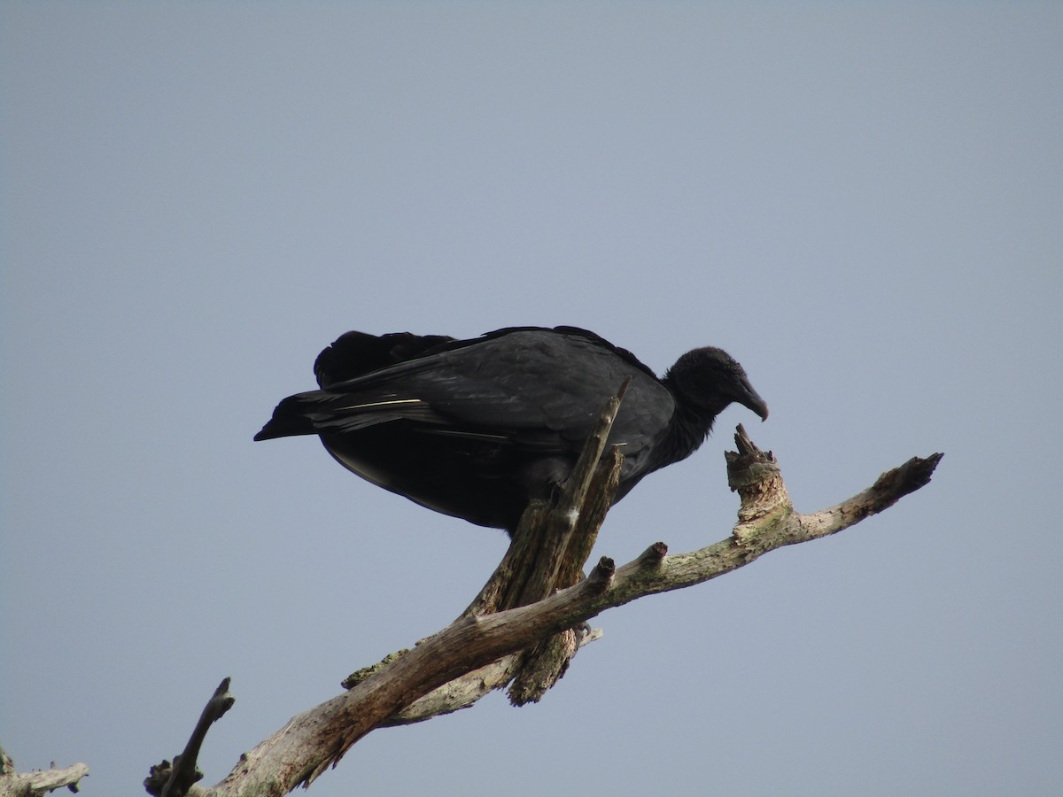 Black Vulture - ML610627972