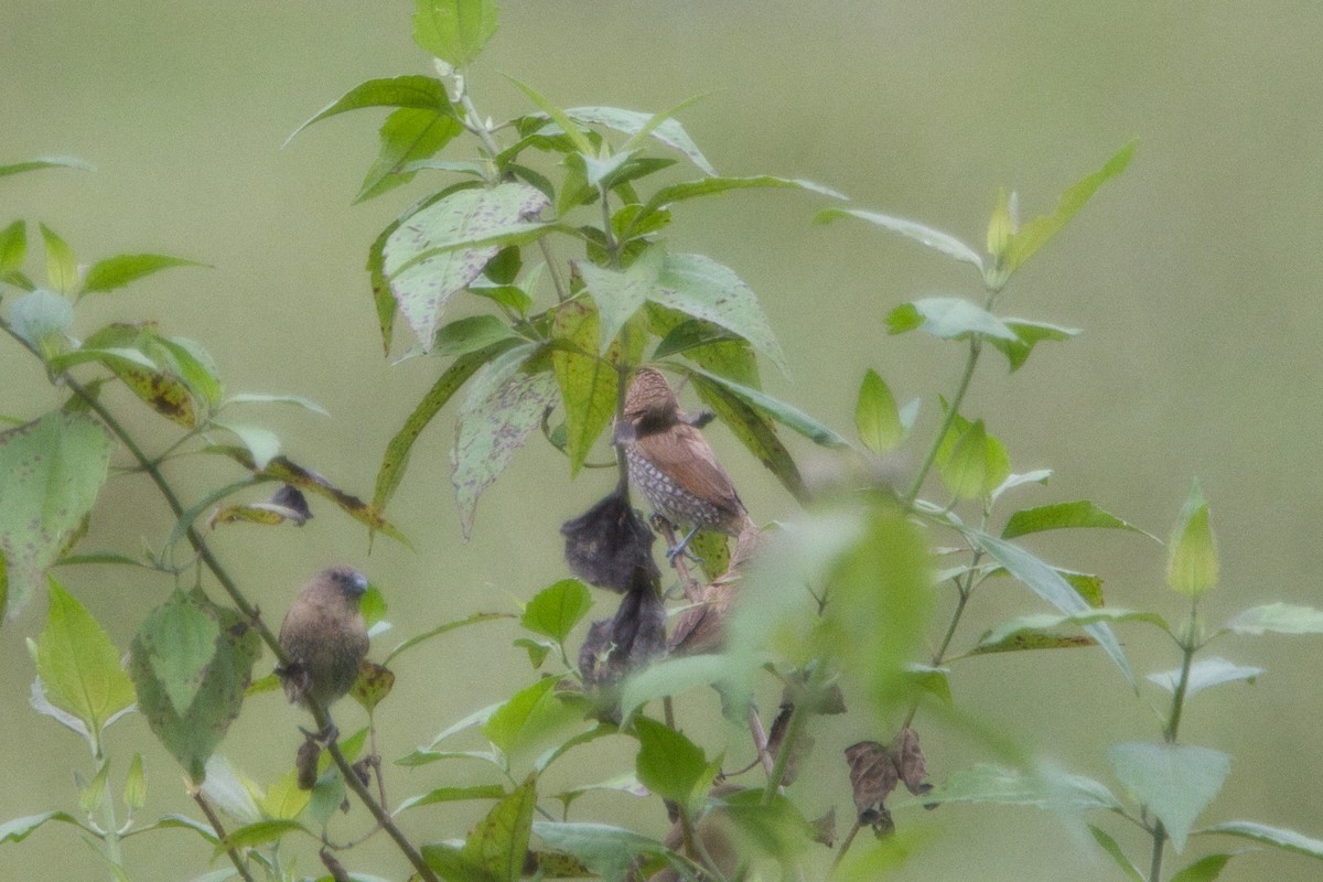 Scaly-breasted Munia - ML610628094