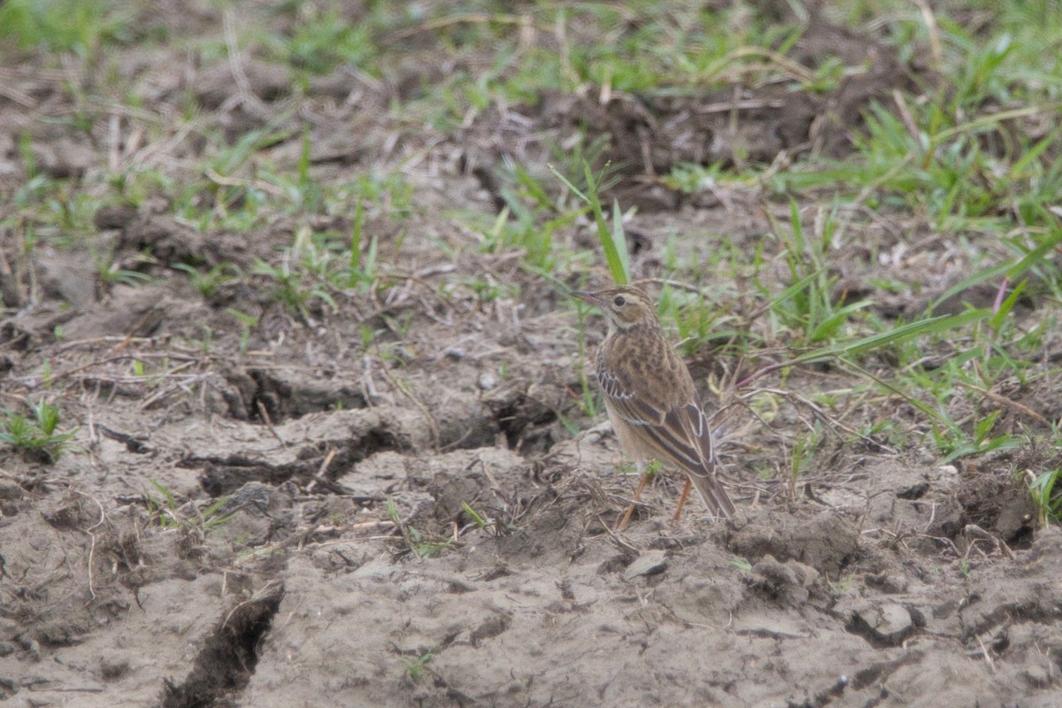 Richard's Pipit - ML610628095