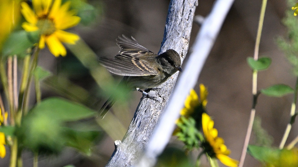 Western Wood-Pewee - Steve Butterworth