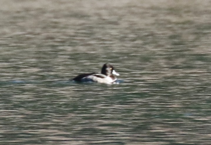 Ring-necked Duck - Debby Parker