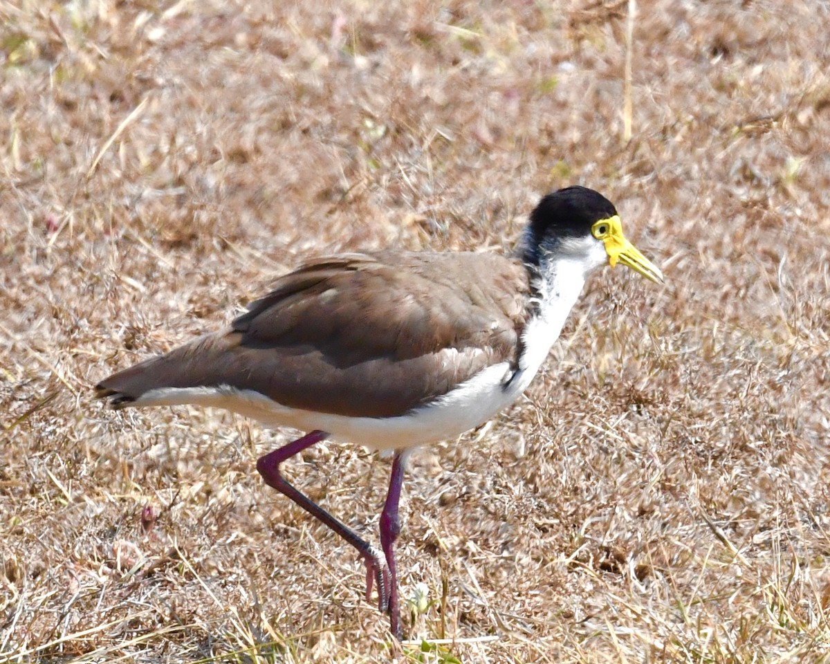 Masked Lapwing - ML610628227