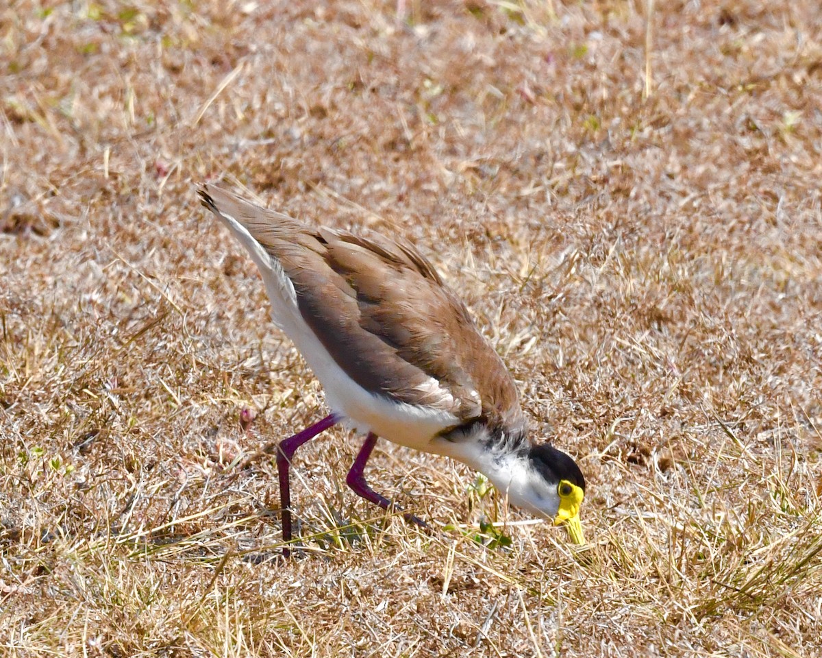 Masked Lapwing - ML610628228