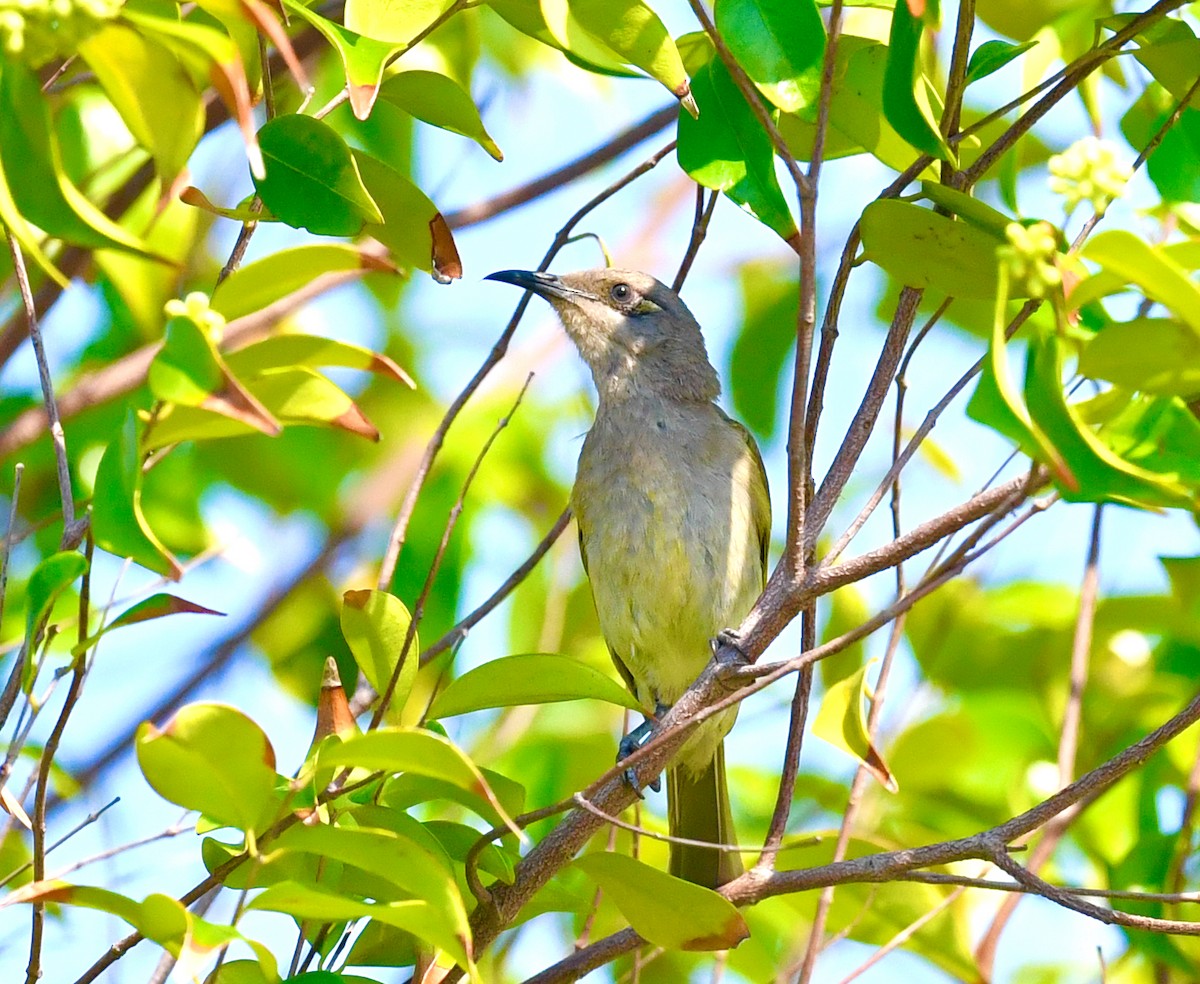 Brown Honeyeater - ML610628236