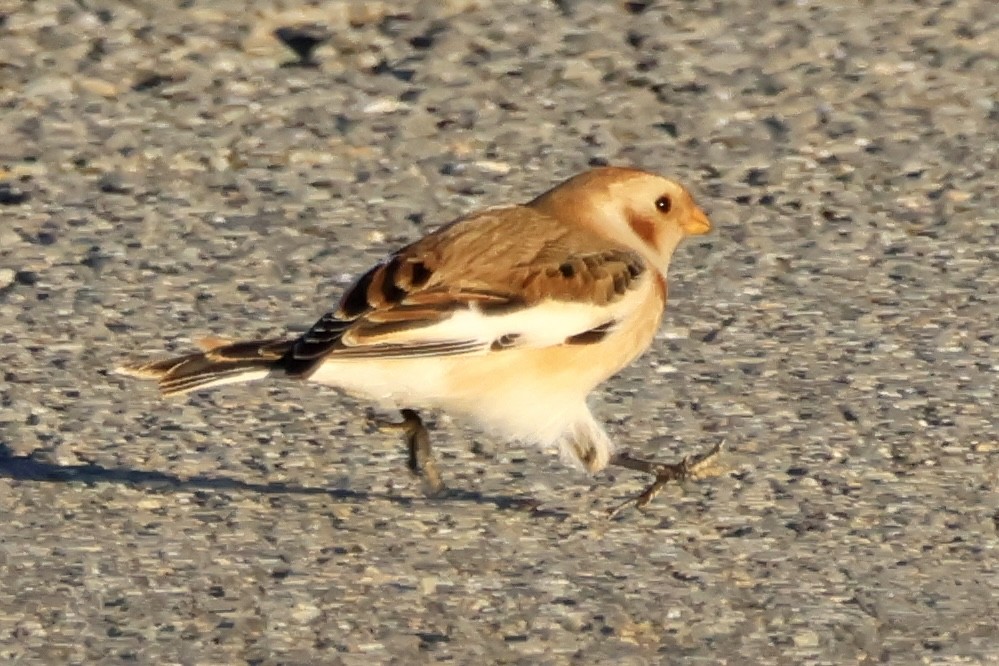 Snow Bunting - ML610628239