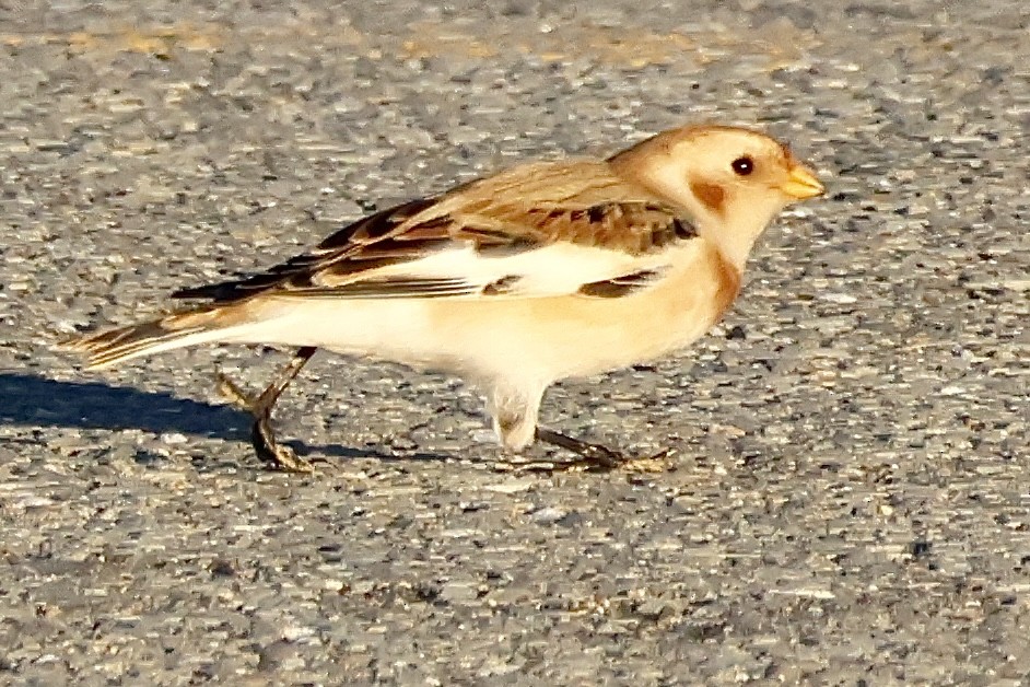 Snow Bunting - ML610628240
