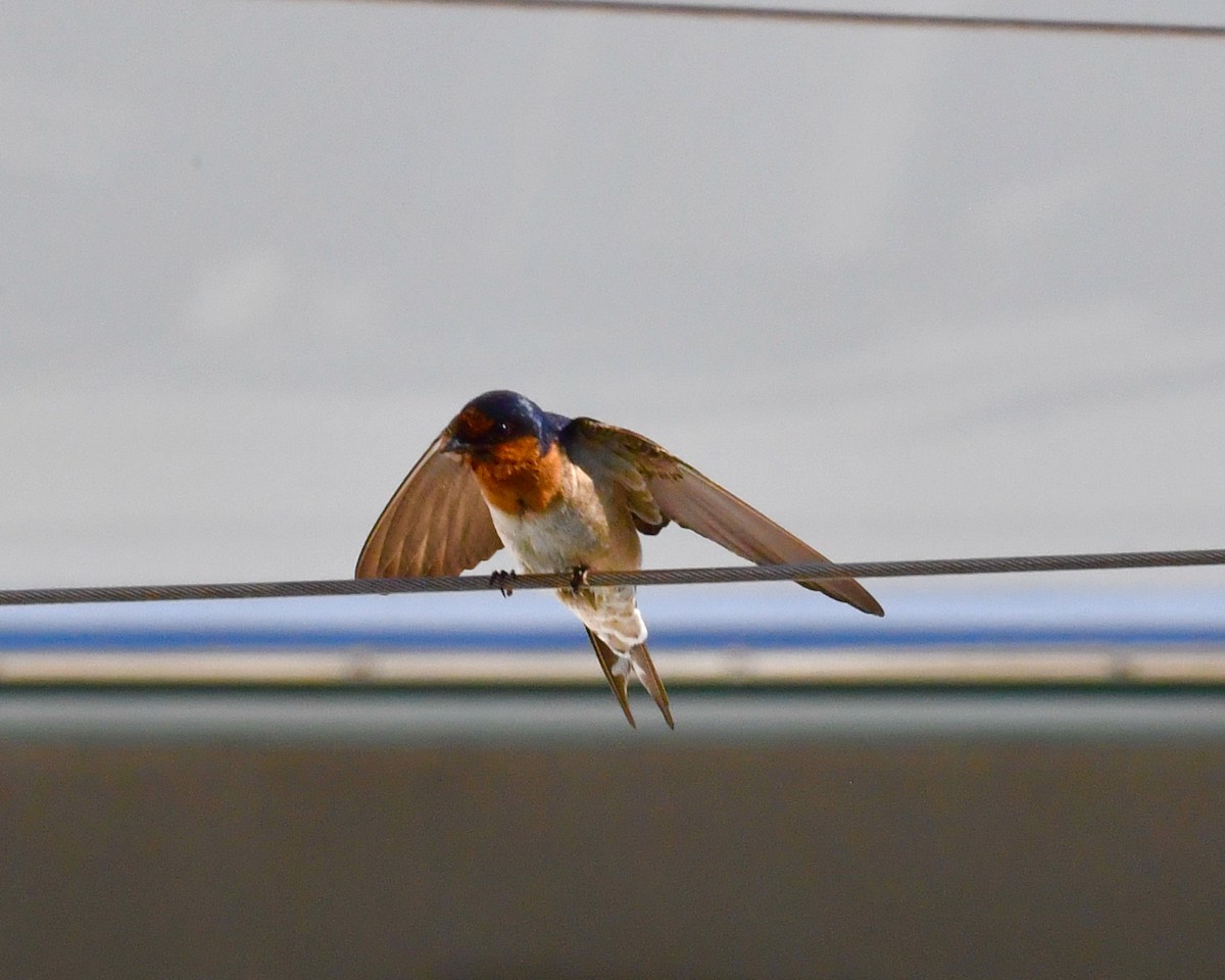 Welcome Swallow - ML610628248