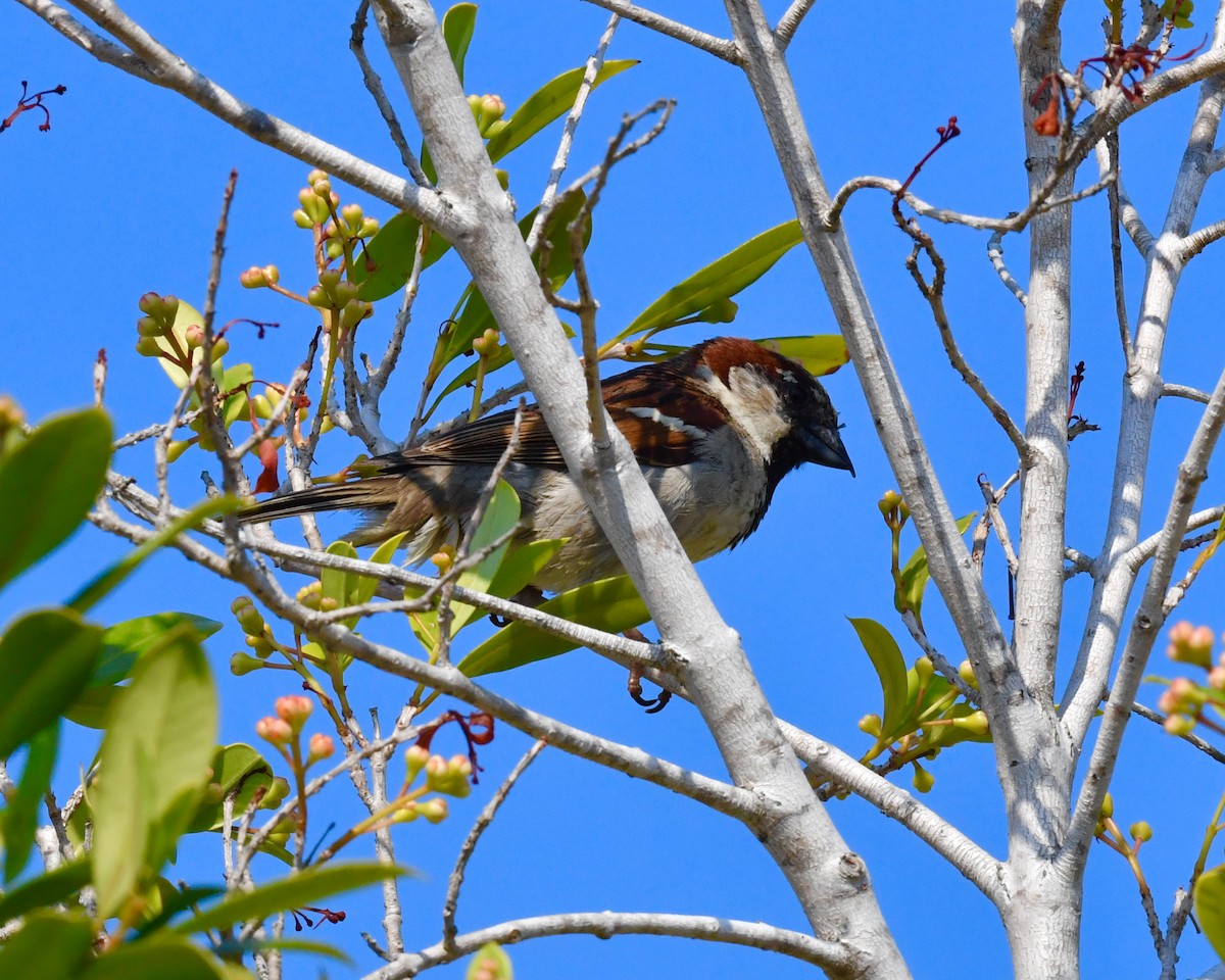 Moineau domestique - ML610628253