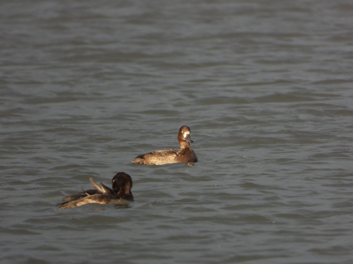 Greater Scaup - Ignacio Aparicio