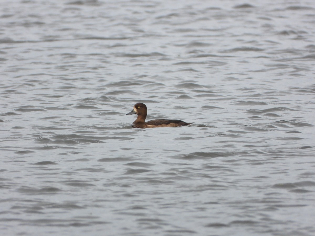 Greater Scaup - Ignacio Aparicio