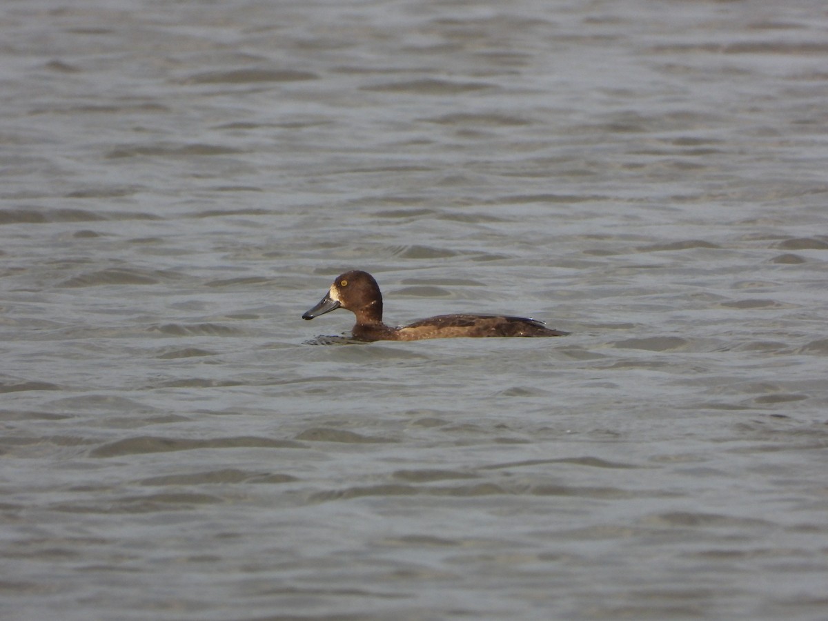 Greater Scaup - Ignacio Aparicio