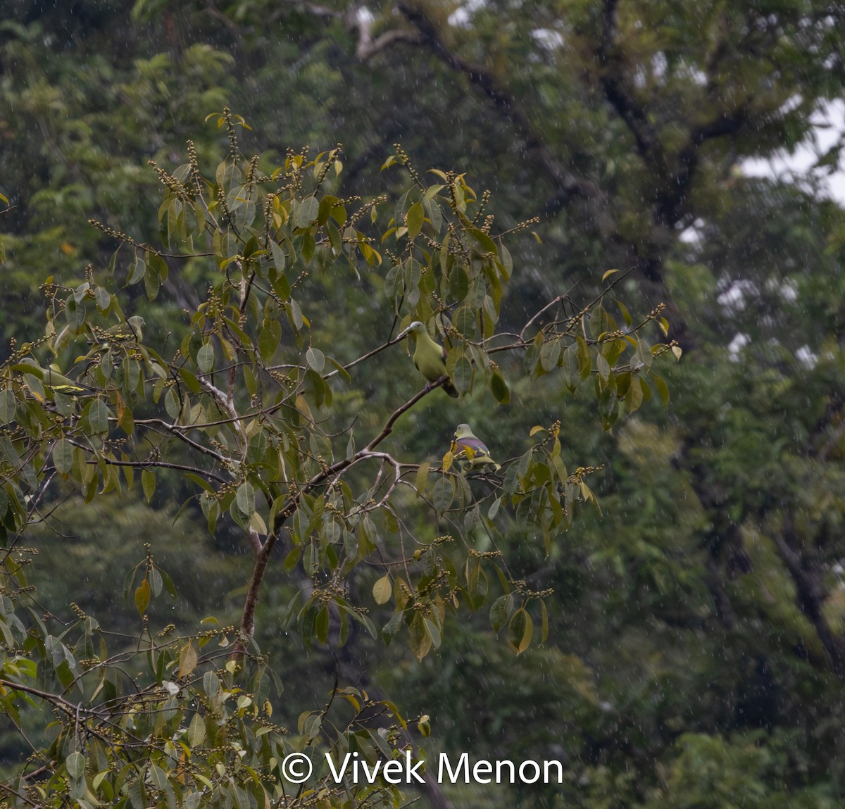 Gray-fronted Green-Pigeon - ML610628330