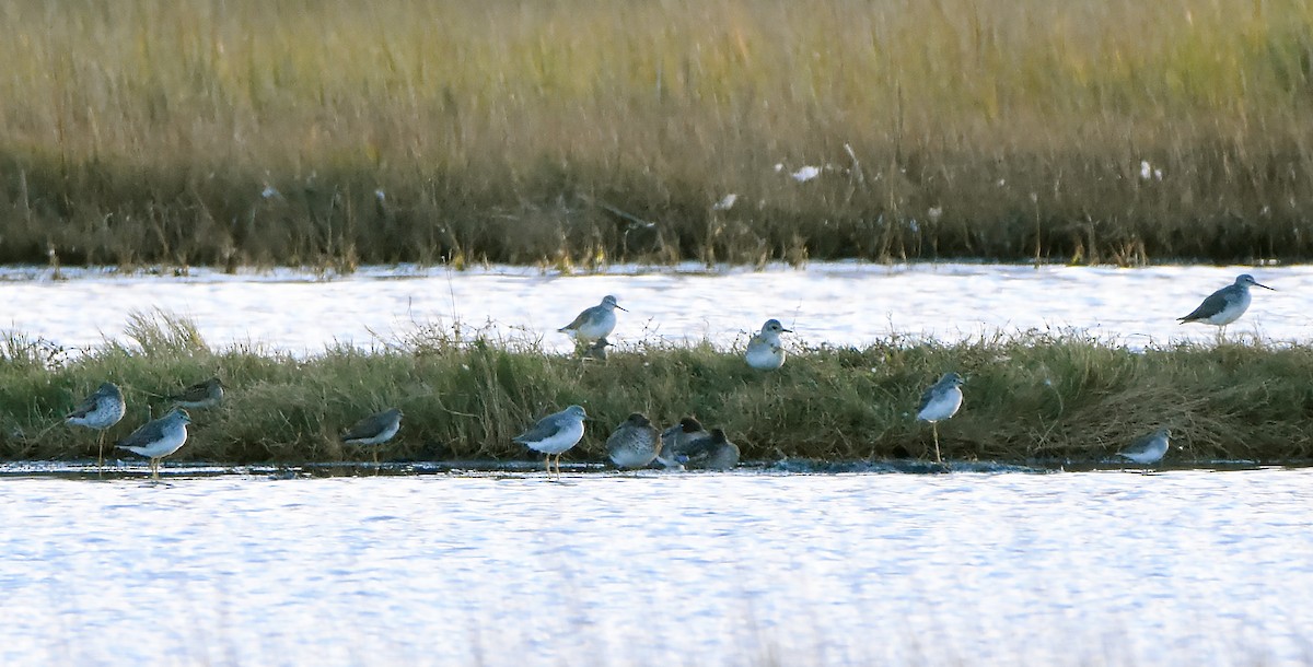 Green-winged Teal - ML610628331