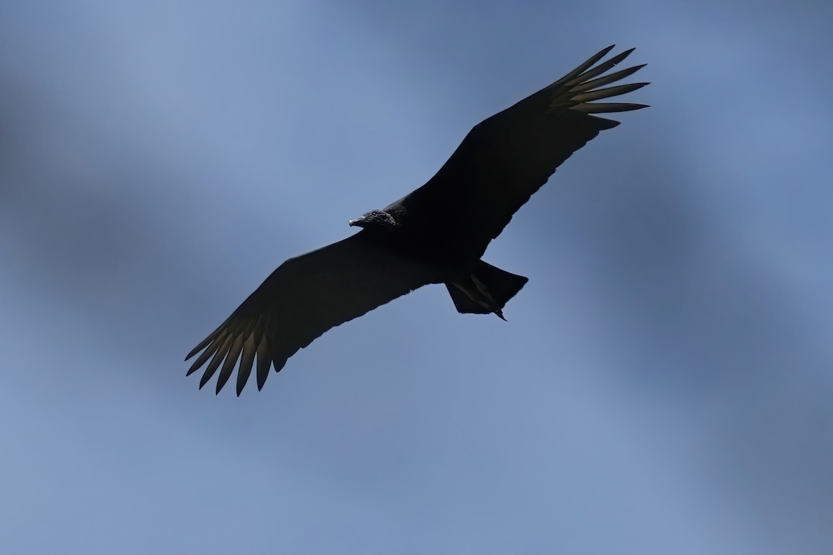 Black Vulture - ML610628359