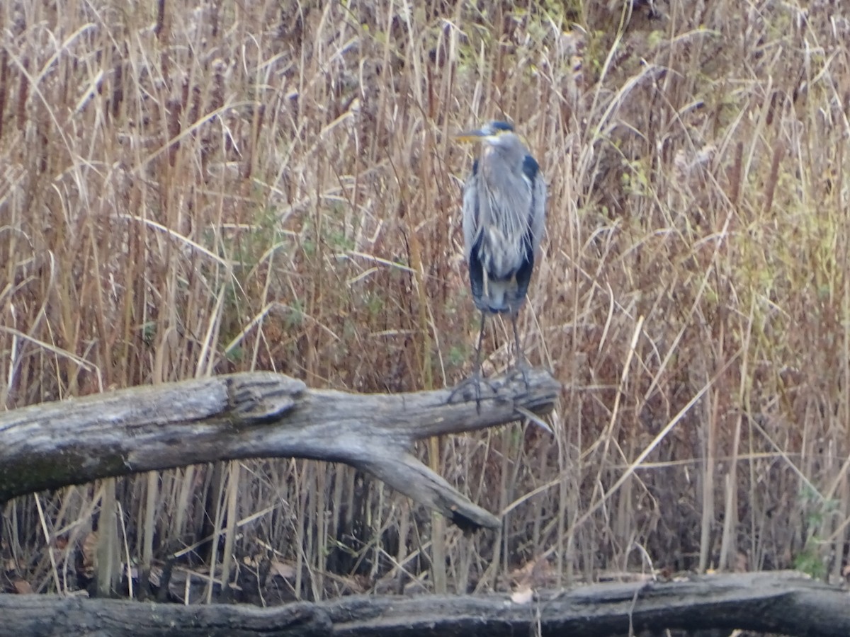 Great Blue Heron - ML610628365