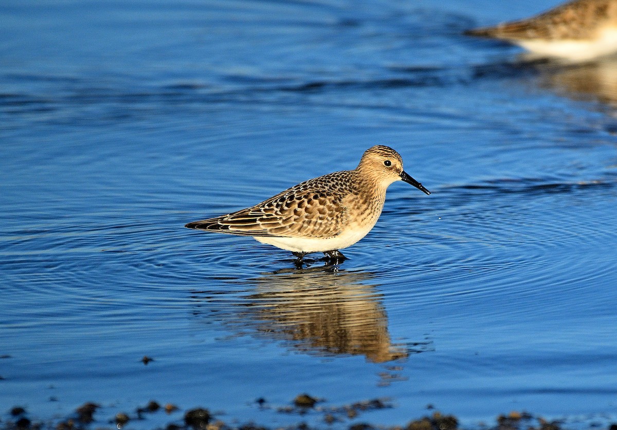 gulbrystsnipe - ML610628504