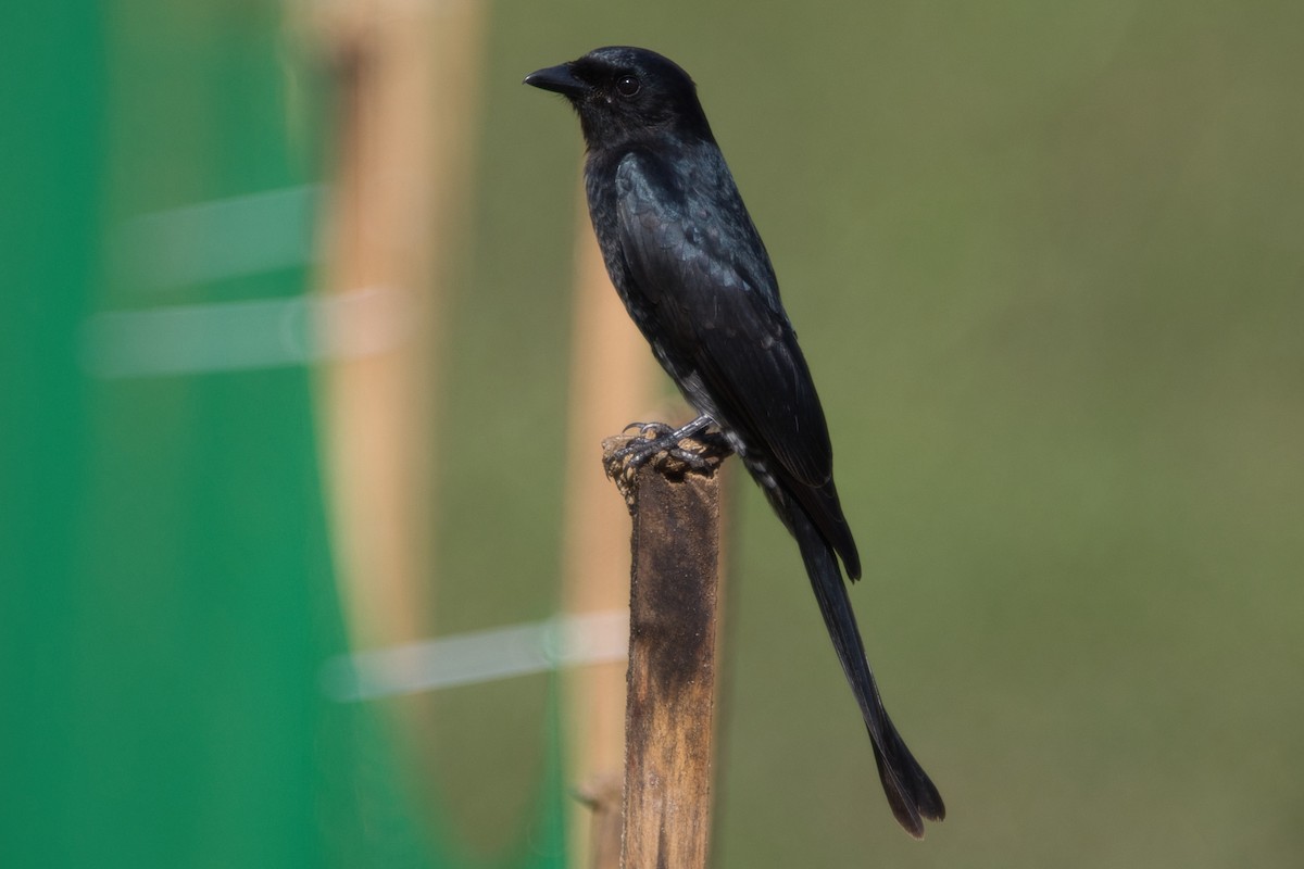 Black Drongo - ML610628523