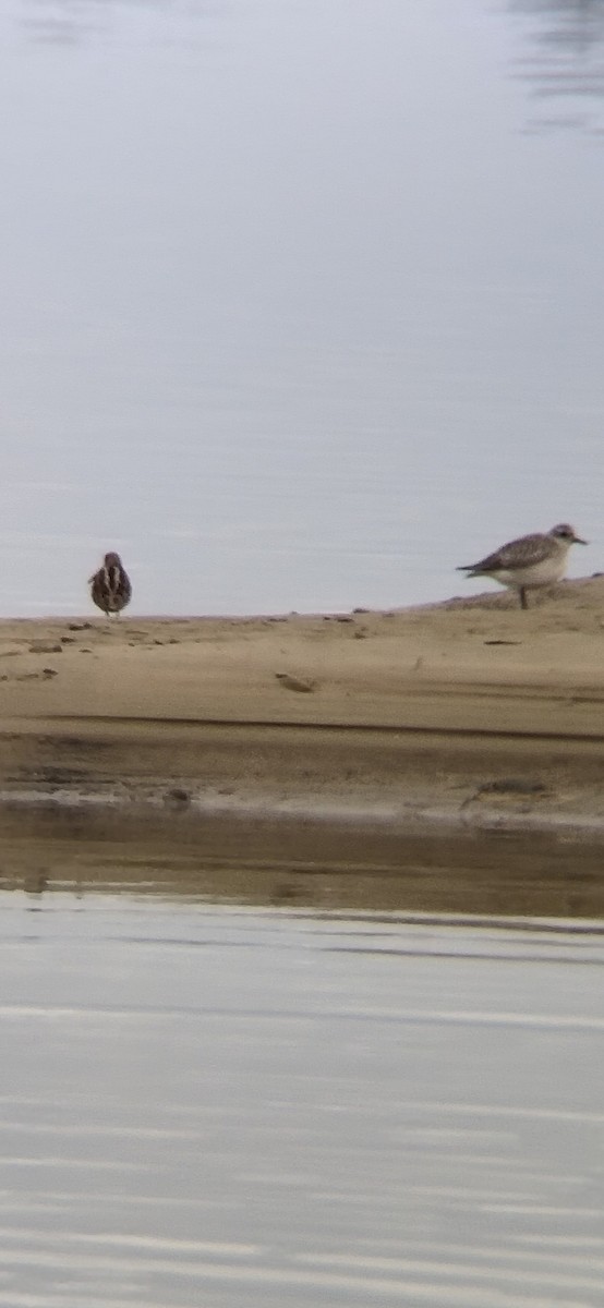 Wilson's Snipe - ML610628527