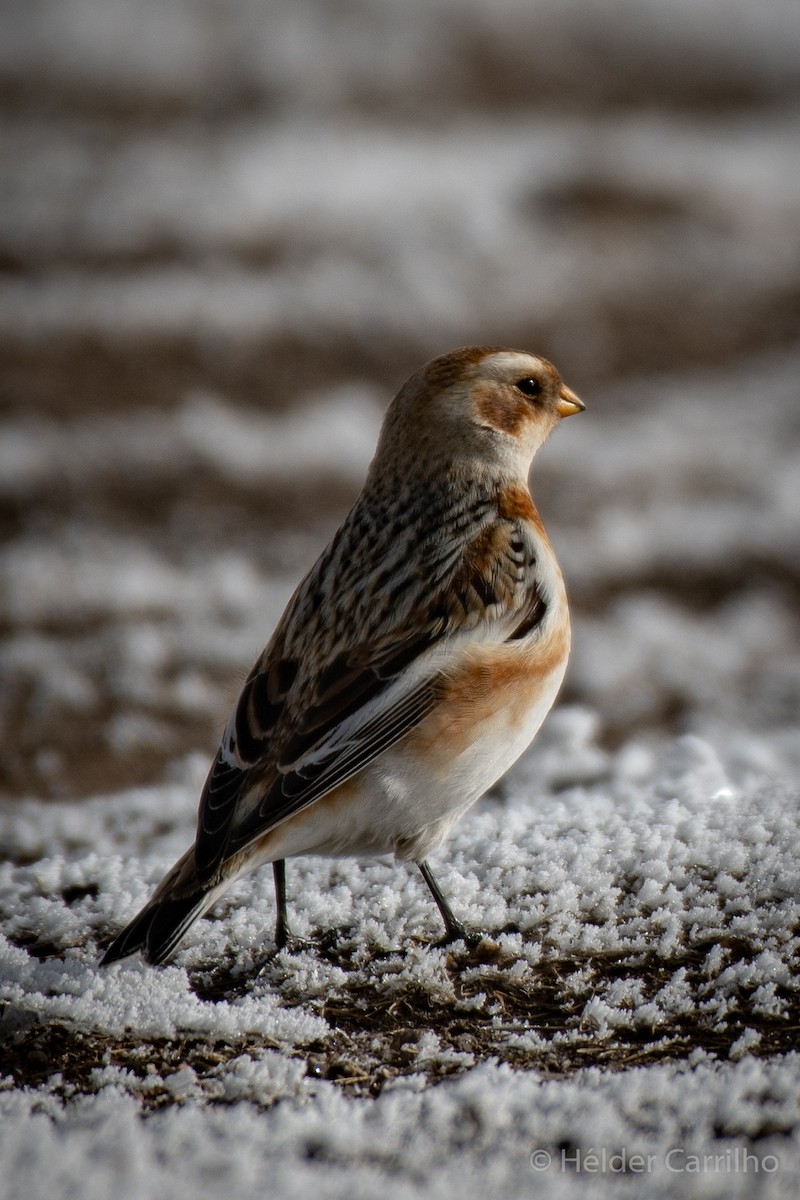 Snow Bunting - ML610628569