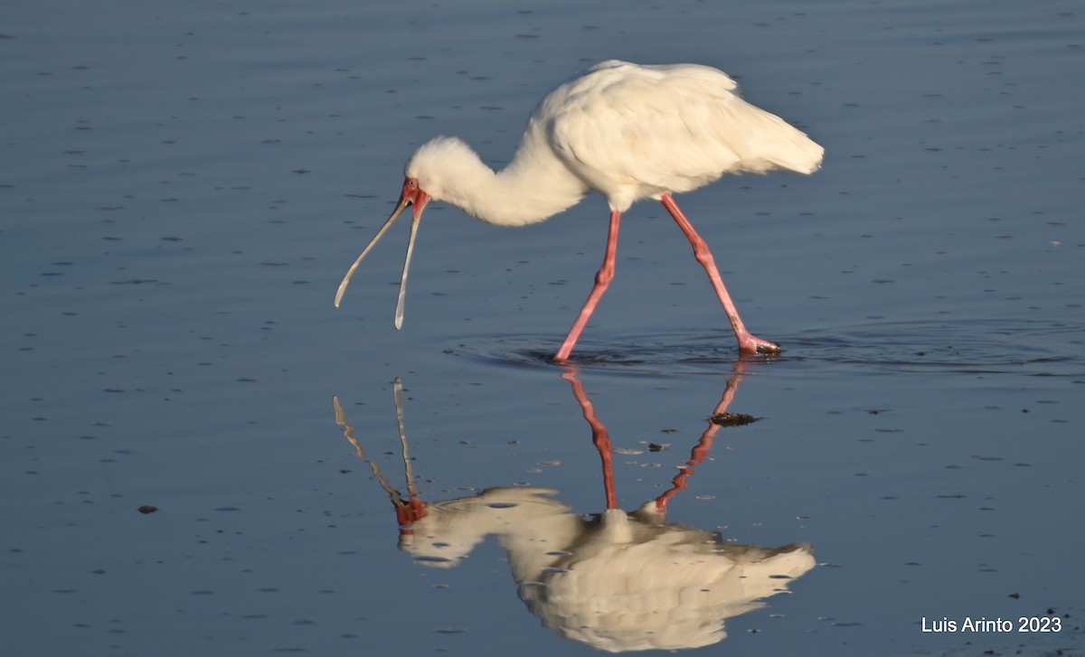 African Spoonbill - ML610628580