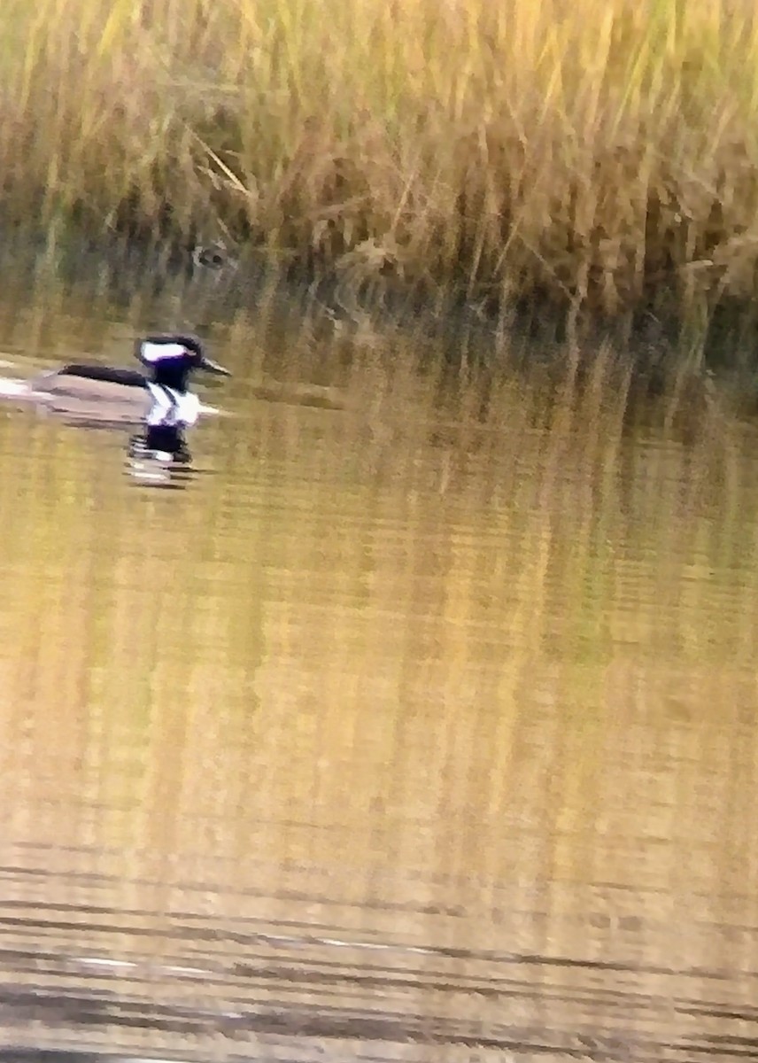 Hooded Merganser - ML610628626