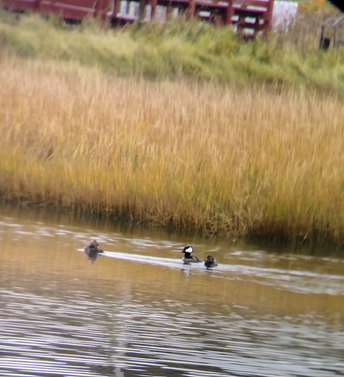 Hooded Merganser - ML610628676