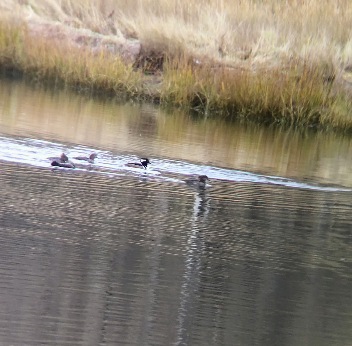 Hooded Merganser - JD Bharvad