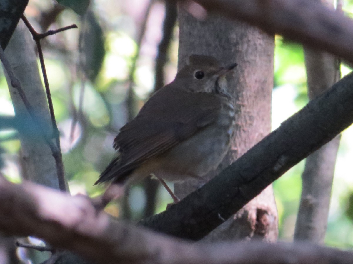 Hermit Thrush - ML610628681