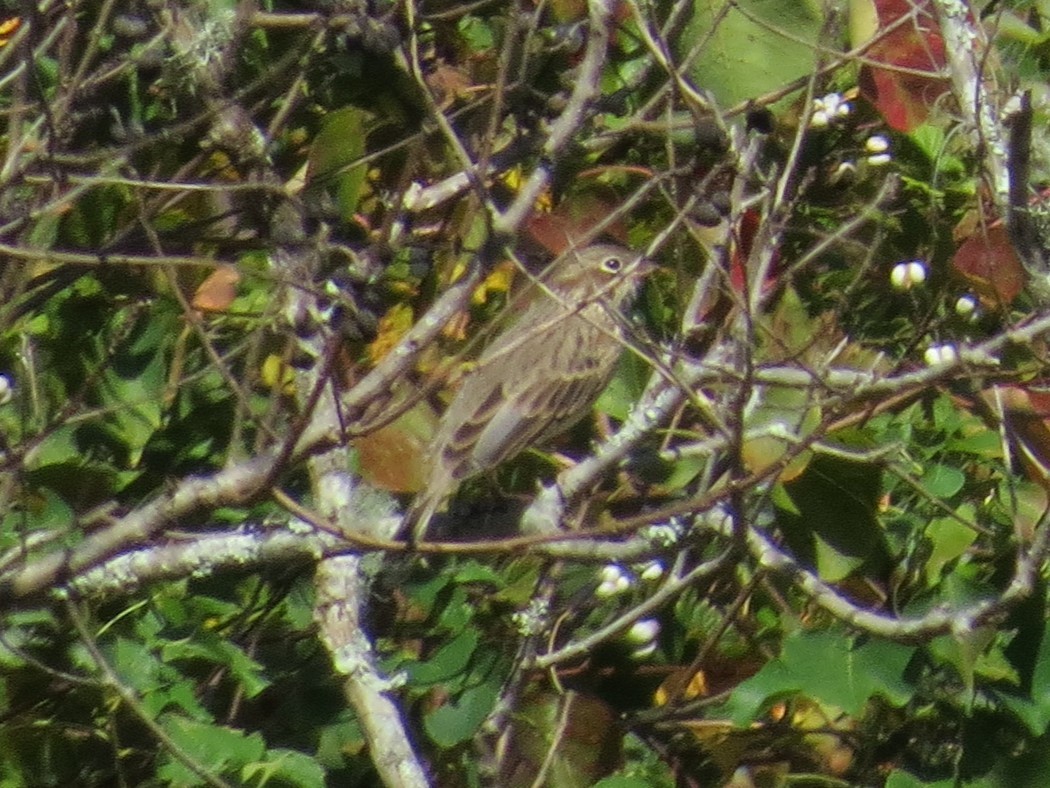 Vesper Sparrow - Robert Lengacher