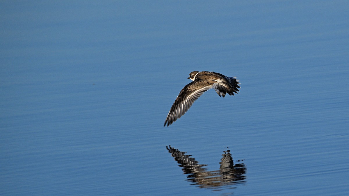 Semipalmated Plover - ML610628750