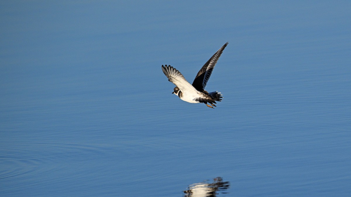 Semipalmated Plover - ML610628770