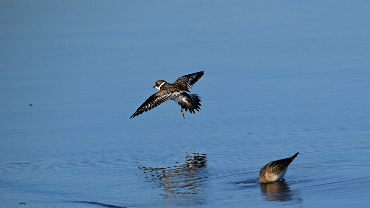 Semipalmated Plover - ML610628776